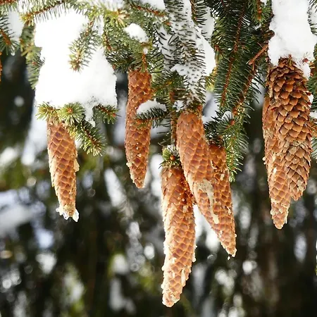דירה Familie Wetzlinger